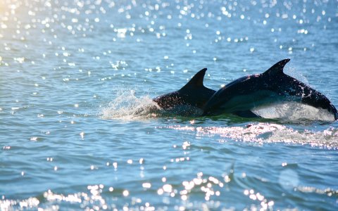 Filipiny z DiscoverAsia Bohol i Cebu (12).jpg